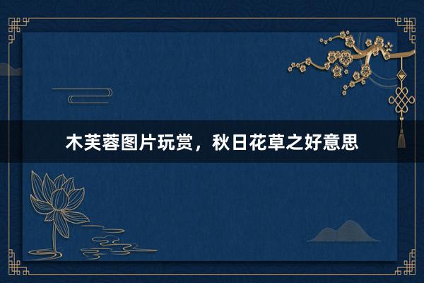 木芙蓉图片玩赏，秋日花草之好意思